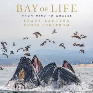Bay of Life: From Wind to Whales Worldwide Shipping